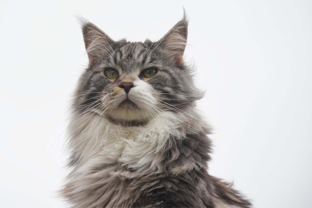 close up photo of a very regal, fluffy cat