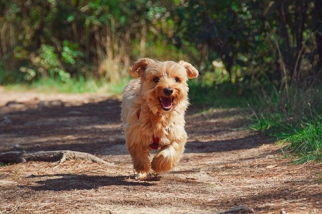 Photo of a dog running towards the camera