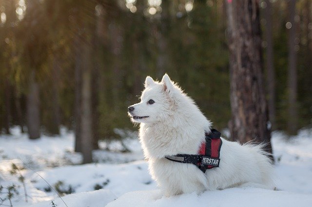 Photo of a white dog in a red harness, standing on snow