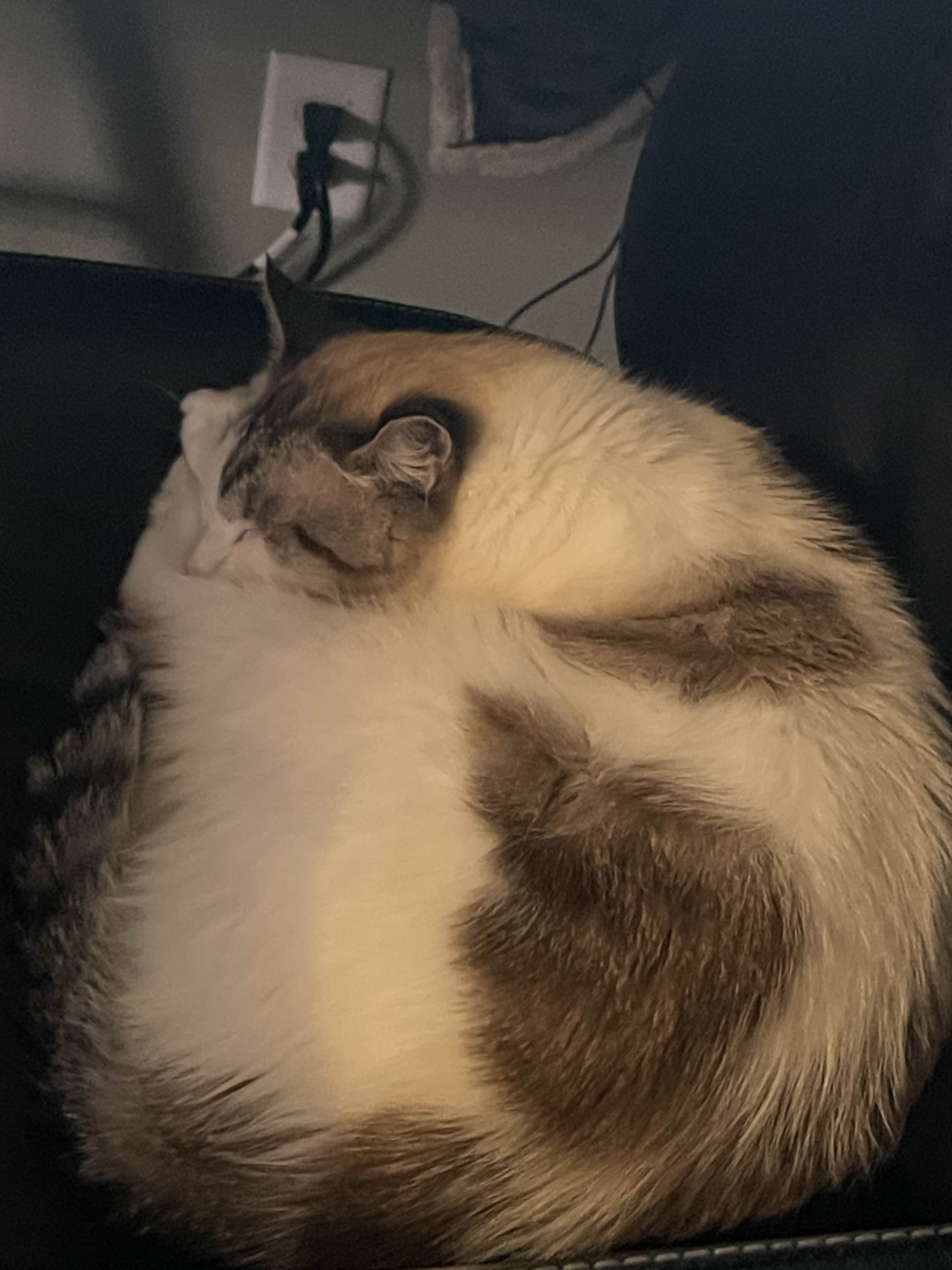 Original large image (JPG)