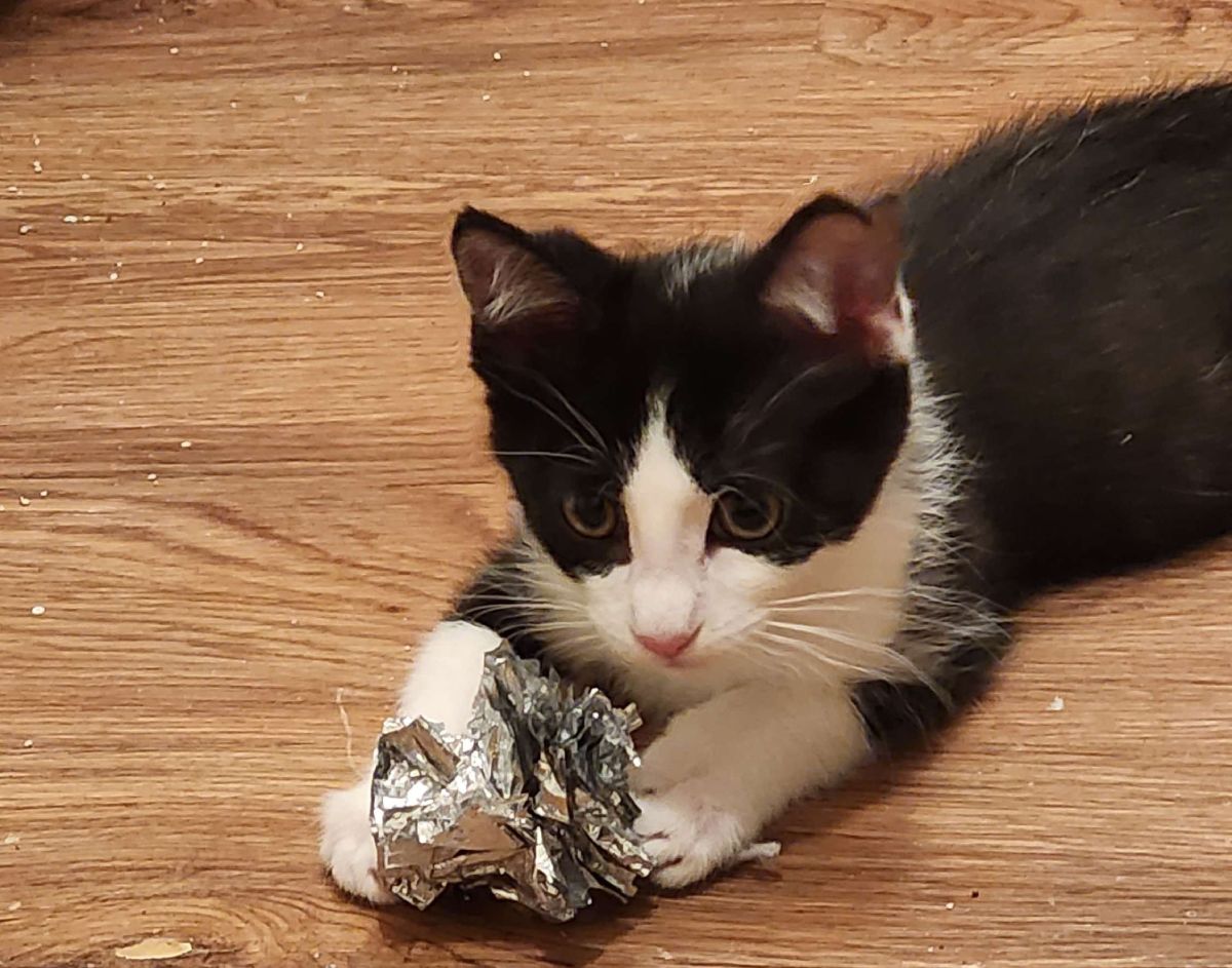 Kitten playing with a toy