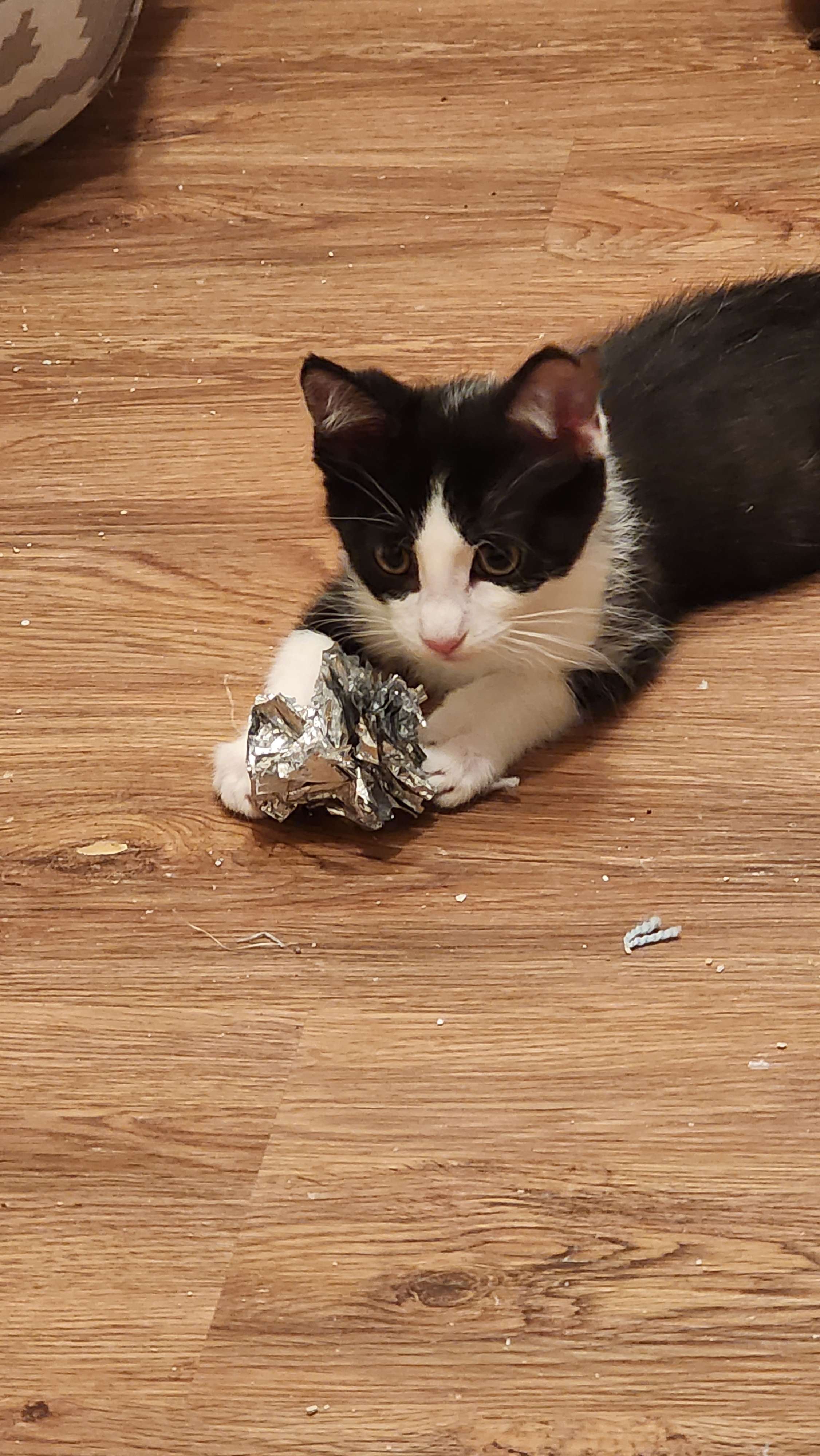 Kitten playing with a toy, with a view of the floor