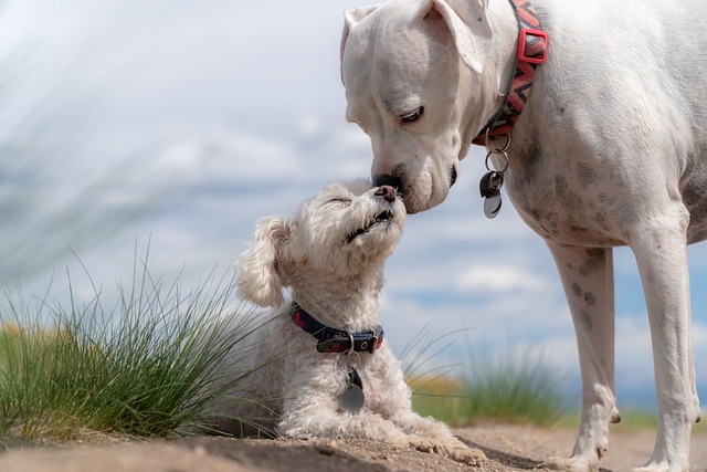 Two dogs touching noses